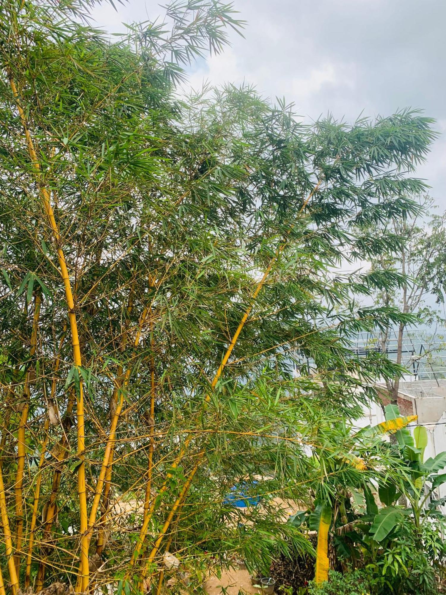 Broad View Apartment Ella Bagian luar foto