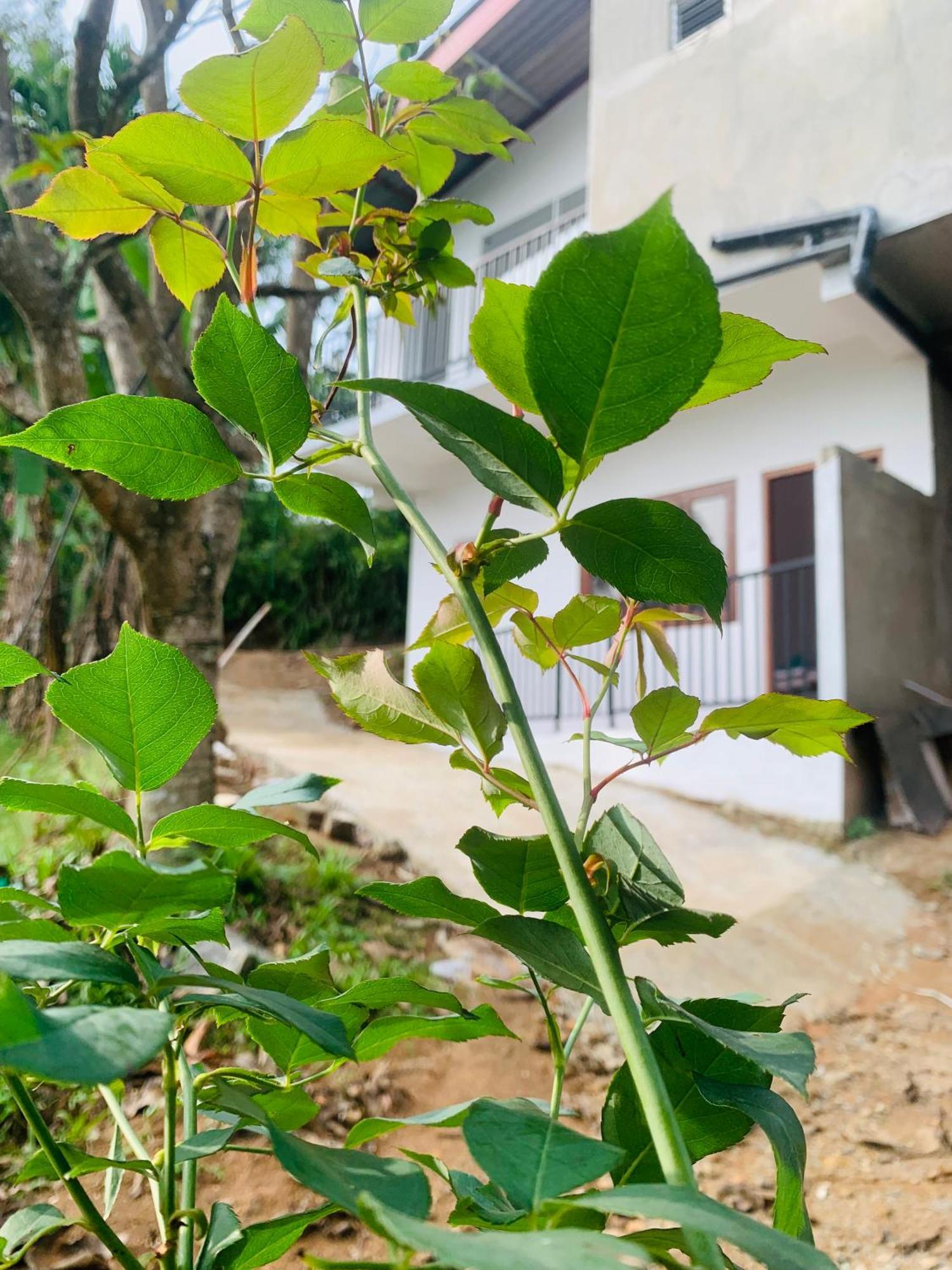 Broad View Apartment Ella Bagian luar foto